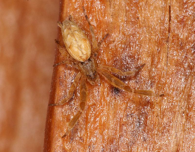 Uloborus_barbipes_D7171_Z_90_Kidmans camp_Australie.jpg - KONICA MINOLTA DIGITAL CAMERA